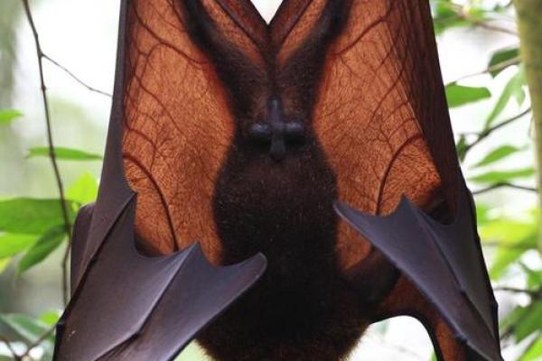 揭秘动物界:哪些生物拥有最长的生命? 揭秘动物界:哪些生物拥有最长的生命?