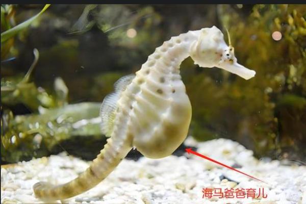 揭秘动物界:哪些生物拥有最长的生命? 揭秘动物界:哪些生物拥有最长的生命?