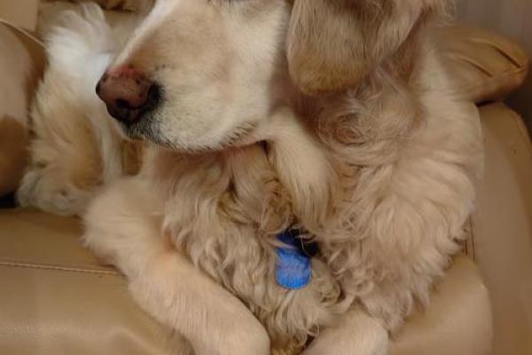 60多岁狗的命运解析：它们与我们的生活交织与智慧的宁静