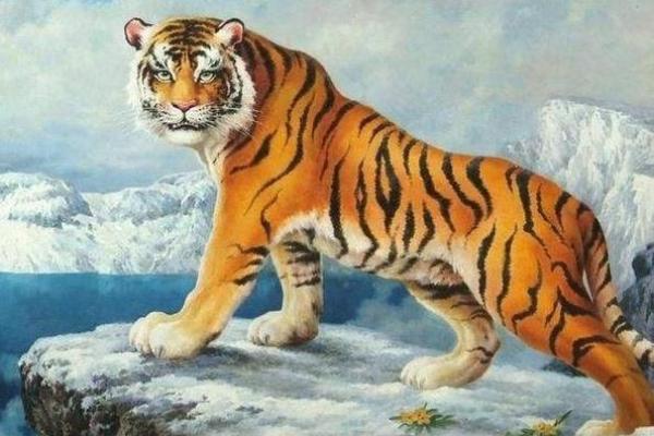 1986年属虎的人,命局分析与人生启示 1986年属虎的人,命局分析与人生启示