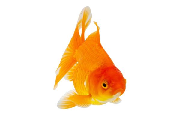 佛灯火命适合饲养的鱼类推荐与养护技巧 佛灯火命适合饲养的鱼类推荐与养护技巧