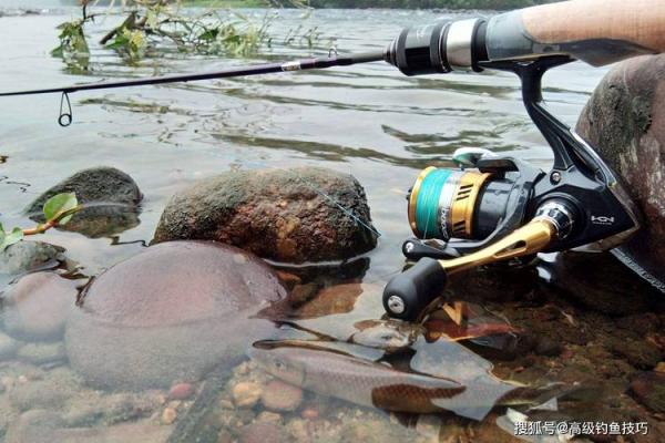 佛灯火命适合饲养的鱼类推荐与养护技巧 佛灯火命适合饲养的鱼类推荐与养护技巧