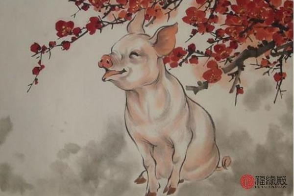 1971年女猪的命运与生活智慧探讨 1971年女猪的命运与生活智慧探讨