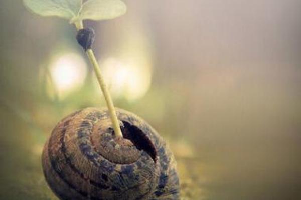 属鸡与属狗的命运解析：妙不可言的生命轮回