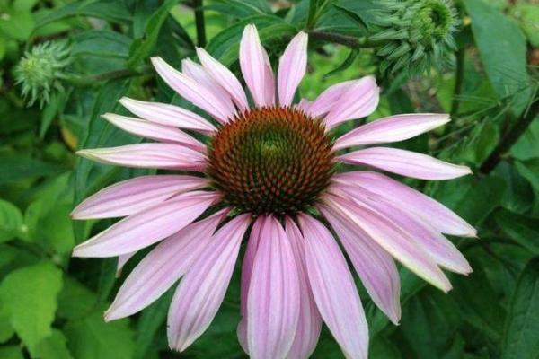 94年火命者的忌讳与生活诀窍：让你运势通畅，步步高升！