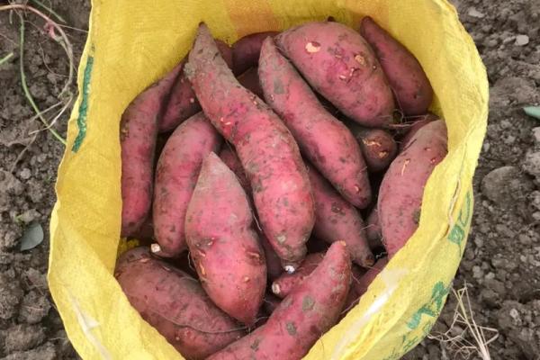 1074年命与运势的深邃探究：看古今之变幻