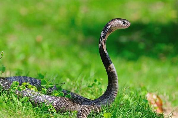 1977年属蛇的火命解析与生活运势 1977年属蛇的火命解析与生活运势