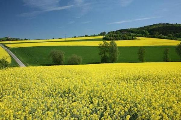 1981属猪:这一年出生的人命运与性格探秘 1981属猪:这一年出生的人命运与性格探秘