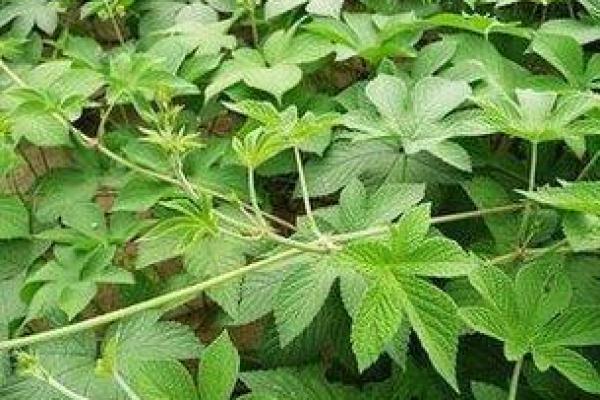 松树命的朋友们，谁与共生？适合搭配的植物解析