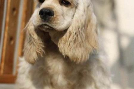 1958年属狗女的命运解析：她们的性格与机遇