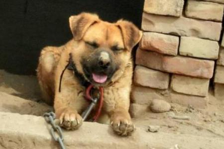 60多岁狗的命运解析：它们与我们的生活交织与智慧的宁静