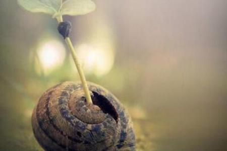 属鸡与属狗的命运解析：妙不可言的生命轮回