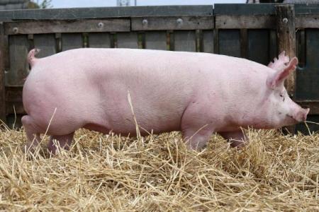 2031年属猪命运解析：从五行看人生机遇与挑战