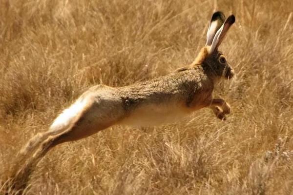 199兔年出生的命运与性格特点探秘