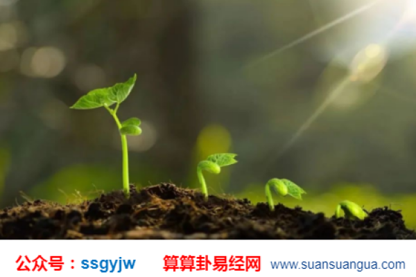 乙未年:探索乙木与未土的命理之旅 乙未年:探索乙木与未土的命理之旅