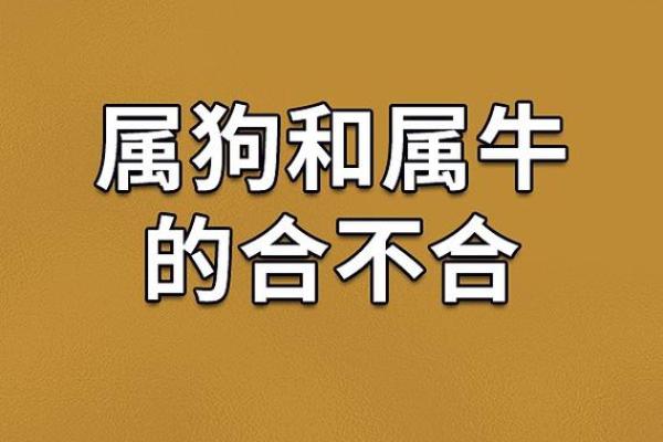 揭秘2019年属牛的命运:财富、人际关系与健康的三重奏 揭秘2019年属牛的命运:财富、人际关系与健康的三重奏