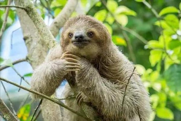 瞌睡如命的动物:揭秘懒惰的树懒生活方式 瞌睡如命的动物:揭秘懒惰的树懒生活方式