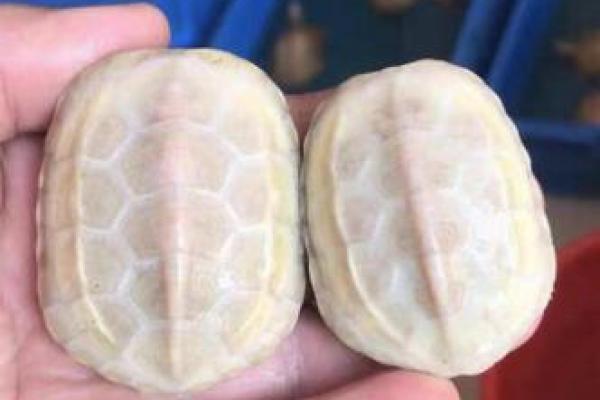 水命人士必看:养乌龟招财的秘诀与技巧! 水命人士必看:养乌龟招财的秘诀与技巧!