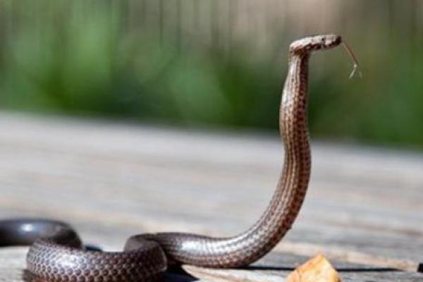 属蛇正月出生的人命运与性格分析 属蛇正月出生的人命运与性格分析