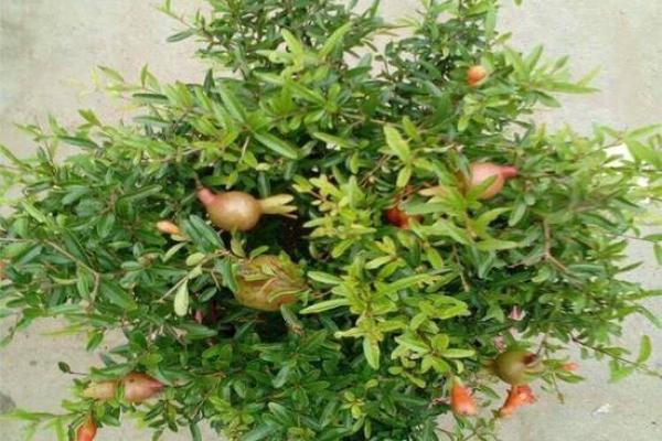 适合石榴木命的植物推荐与养护秘籍,助你生活更添生机与好运! 适合石榴木命的植物推荐与养护秘籍,助你生活更添生机与好运!