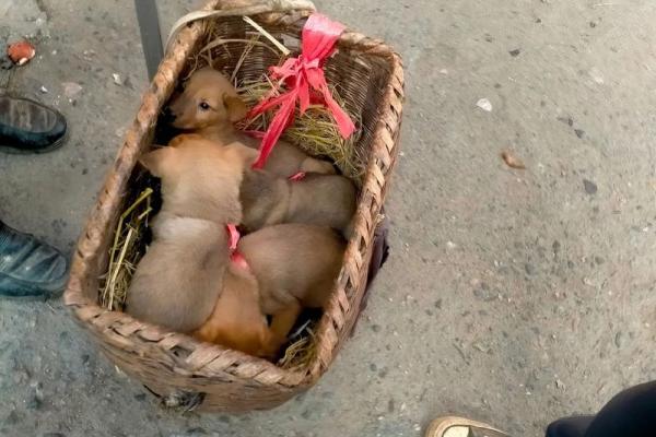 1998年出生的人命运与性格:探索土狗年的独特之处 1998年出生的人命运与性格:探索土狗年的独特之处