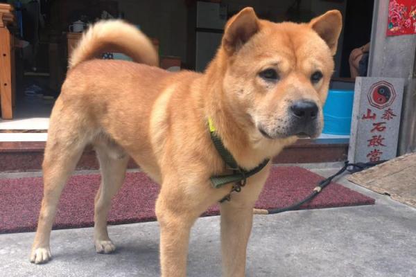 1998年出生的人命运与性格:探索土狗年的独特之处 1998年出生的人命运与性格:探索土狗年的独特之处