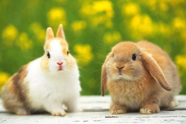 根据命理选择宠物,让你的生活更加和谐美好 根据命理选择宠物,让你的生活更加和谐美好