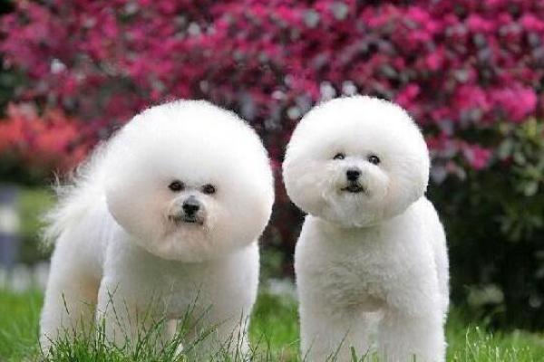 根据命理选择宠物,让你的生活更加和谐美好 根据命理选择宠物,让你的生活更加和谐美好