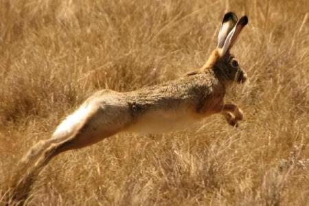 199兔年出生的命运与性格特点探秘