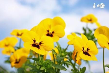 解析命带华盖者的生肖特征与人生轨迹