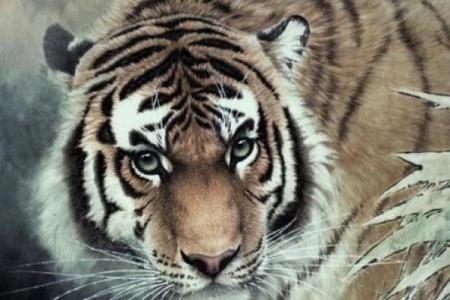 老虎生肖女子的魅力与命运：她们为何是最闪耀的星辰！