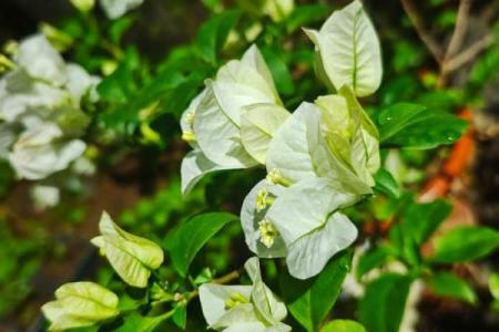 清闲命：追寻生活中的宁静与自在