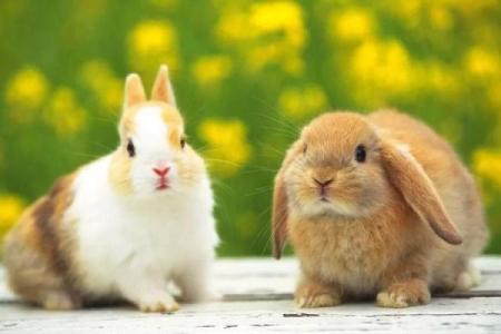 根据命理选择宠物，让你的生活更加和谐美好