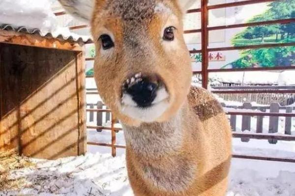 耳朵会动的生物:探秘神秘的自然现象与其背后的故事 耳朵会动的生物:探秘神秘的自然现象与其背后的故事
