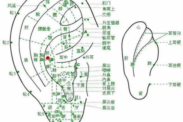 耳朵会动的生物:探秘神秘的自然现象与其背后的故事 耳朵会动的生物:探秘神秘的自然现象与其背后的故事