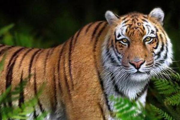 19867年出生的虎命解析:命运与性格的奇妙联系 19867年出生的虎命解析:命运与性格的奇妙联系