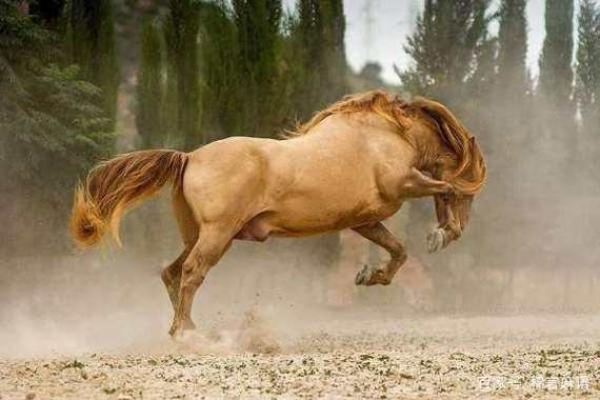 2002年属马:命运与机遇的交织之旅 2002年属马:命运与机遇的交织之旅