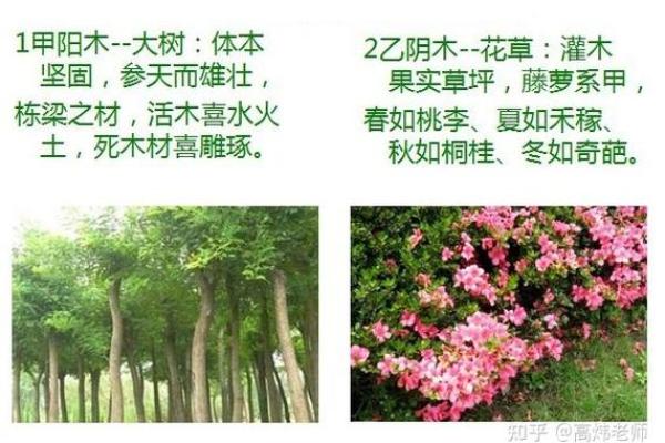 1981年出生的人究竟是什么木命?揭秘五行与命运的奥秘! 1981年出生的人究竟是什么木命?揭秘五行与命运的奥秘!