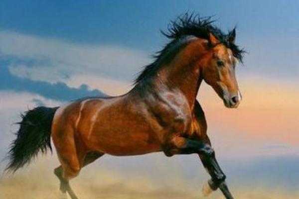 1954年:木马年,探索生命的无限可能 1954年:木马年,探索生命的无限可能