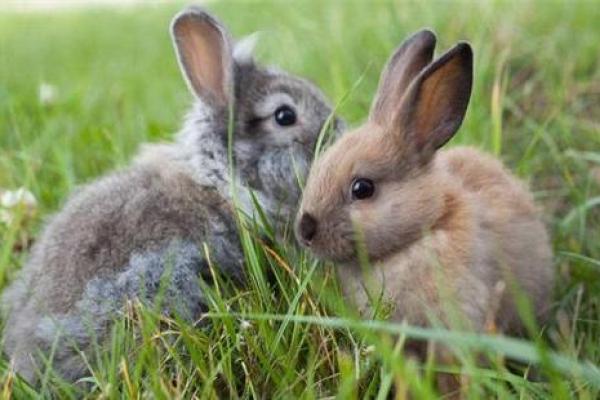 1975年兔命运解析:命里缺啥,理性与情感的平衡之道! 1975年兔命运解析:命里缺啥,理性与情感的平衡之道!