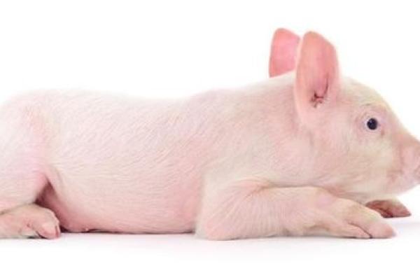 根据命的人喂鸡发财,掀起财富的新篇章! 根据命的人喂鸡发财,掀起财富的新篇章!