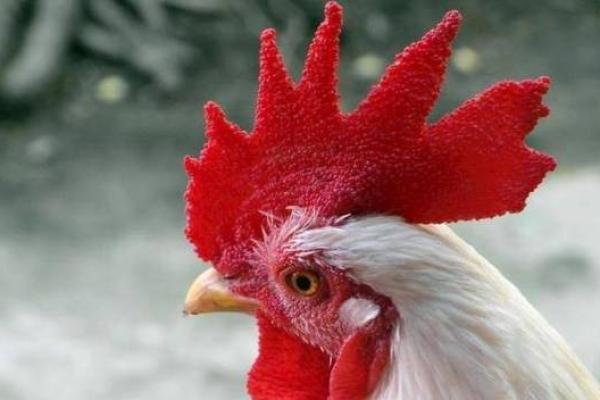 2017年属鸡的命运解析:运势、性格与人生挑战 2017年属鸡的命运解析:运势、性格与人生挑战