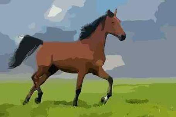 1953属马人的命运与性格解析:一生的精彩与挑战 1953属马人的命运与性格解析:一生的精彩与挑战