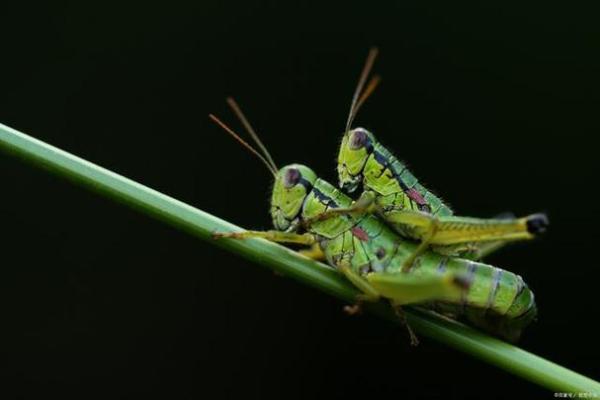 什么虫子有好多挺命:那些神奇的虫子与它们的秘密 什么虫子有好多挺命:那些神奇的虫子与它们的秘密