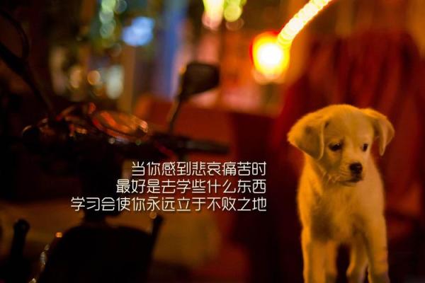 1980年11月3日出生的命运:探索个体独特人生轨迹与价值 1980年11月3日出生的命运:探索个体独特人生轨迹与价值