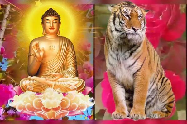 1974年属相虎:命运之路与生活智慧的探索 1974年属相虎:命运之路与生活智慧的探索