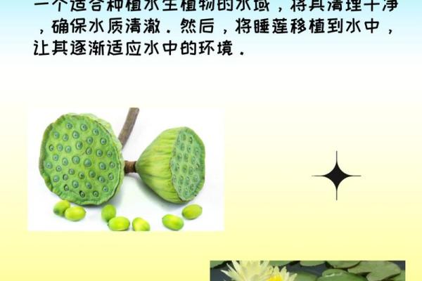 水命的人适合种植的植物与养生之道 水命的人适合种植的植物与养生之道