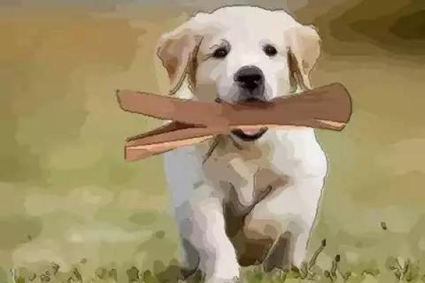 属狗水命:探索补救与提升运势的奥秘 属狗水命:探索补救与提升运势的奥秘