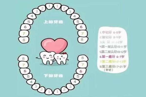 多少颗牙齿揭示了你的人生轨迹与命运秘密? 多少颗牙齿揭示了你的人生轨迹与命运秘密?