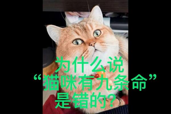 猫的神秘传说:为何它们总是有九条命? 猫的神秘传说:为何它们总是有九条命?